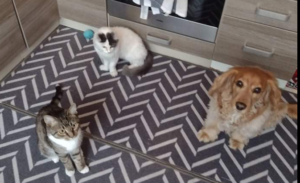 Read more about the article MaxiDog Vit rôzne druhy, MaxiCat Vit, Sterne Menu